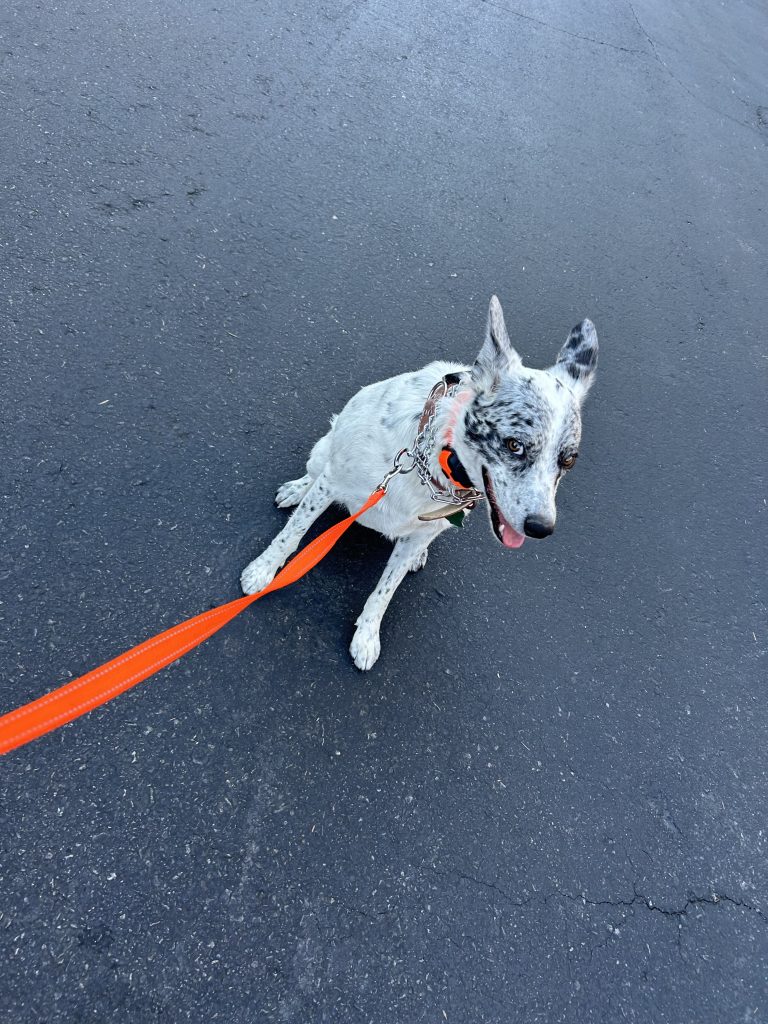 Best Dog Training Services In Las Vegas NV