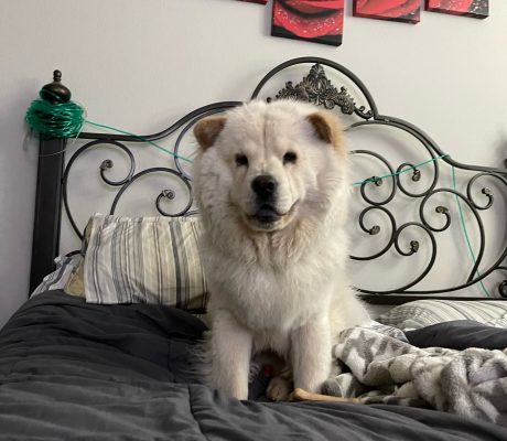 Pet Sitting Training In Las Vegas NV