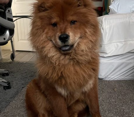 Affordable Dog Training Service In Enterprise NV?