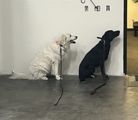 Expert Dog Training Services In Las Vegas, NV