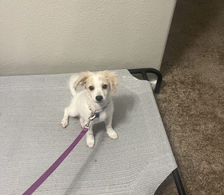 Pup’s Training Session Today in Las Vegas NV!
