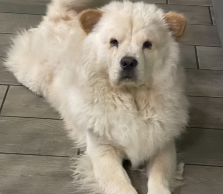 Pet Sitting Training In Las Vegas NV